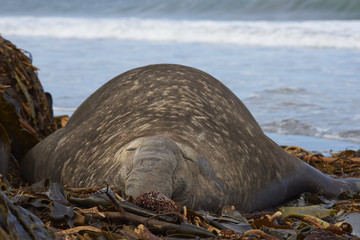 Male Southern Elephant Seal (Mirounga leonina) lying on a kelp strewn beach on Sea Lion Island in the Falkland Islands.