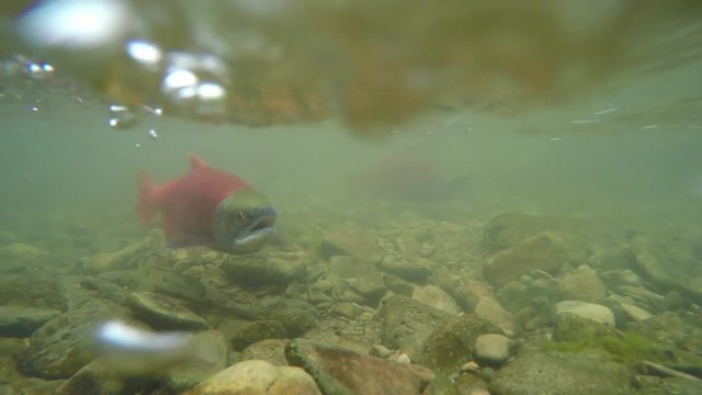 Spawning Kokanee Salmon viewed underwater swimming in bubbly rocky bottom stream