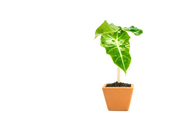 Green potted plant, trees in the pot isolated on white background.