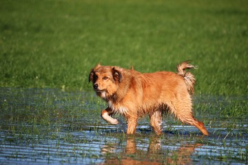 brauner Border Collie hat Spaß mit Wasser im Garten