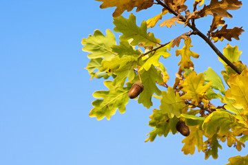 Photo of an oak with a detail of leaves and glaze under the sunshine and a blue sky in autumn