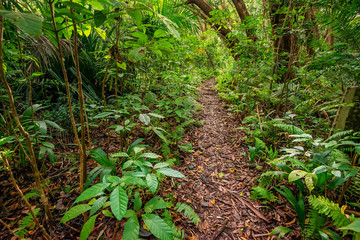 Obraz premium Scenic view of rainforest with ferns