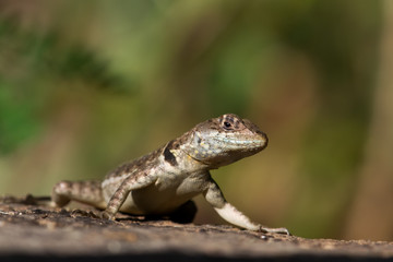 Lizard