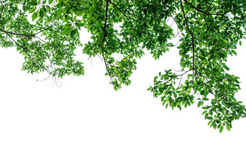 Fototapeta premium Isolated trees on white background