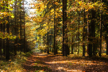 Obraz premium Jesienny las