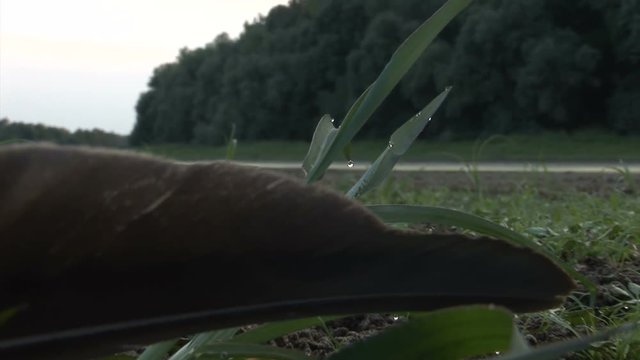 Feather on the ground