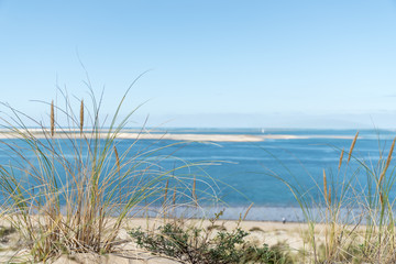 Fototapeta na wymiar Oyats sur la dune du Pyla (Bassin d'Arcachon, France), devant le banc d'Arguin