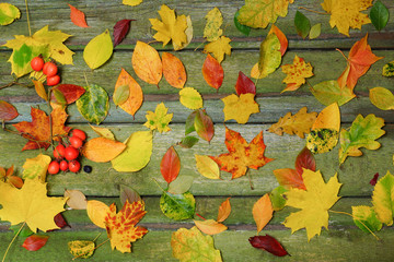 Multicolored foliage on an old wooden table. Bright colors of autumn.