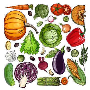 Square of colored vegetables.  Fresh food. Pumpkin, Cabbage, Blockley, kohlrabi, cauliflower, Brussels, beets, asparagus, corn, garlic, tomato line drawn on a white 
