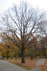 Obraz premium осень autumn