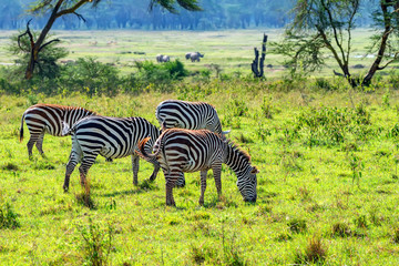 Zebras grazing in savanna