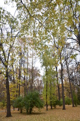 Fototapeta premium осень autumn