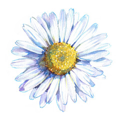  Chamomile flower, top view. Watercolor illustration isolated on white background.