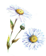 Fototapeta na wymiar Chamomile flower, top view. Watercolor illustration isolated on white background.