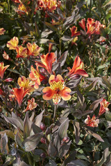 Alstroemeria
