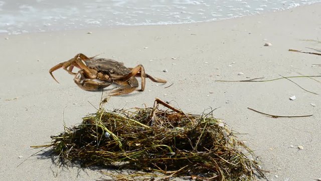 Crab on the beach.
