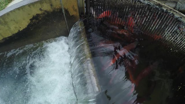 Spawining Kokanee Salmon school jumping upstream into holding trap and falling back out