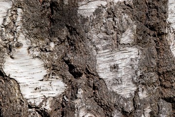 Nahaufnahme einer Knorrigen und rauen Baumrinde einer alten Birke in einem Moorgebiet in Bayern