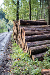 Geschlagene Bäume am Waldweg