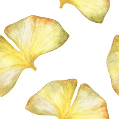 Naklejka premium Seamless pattern with Autumn ginkgo leaf in watercolor on white background