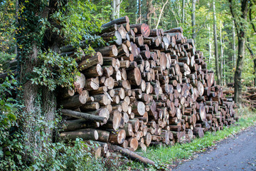 Holzstämme im Wald nach Sturm