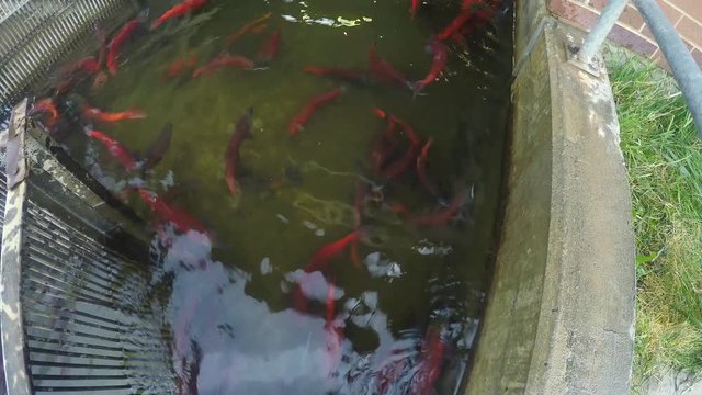 Spawning Kokanee Salmon school swimming in holding trap