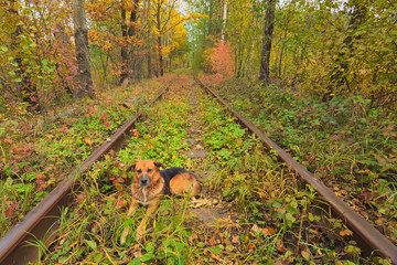 The dog rests on the tracks. A railway in the autumn forest. Famous Tunnel of love formed by trees. Klevan, Rivnenska obl. Ukraine