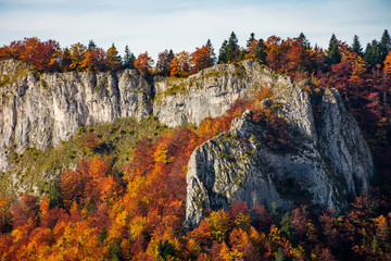 autumn forest on a rocky cliff. gorgeous nature scenery in mountains