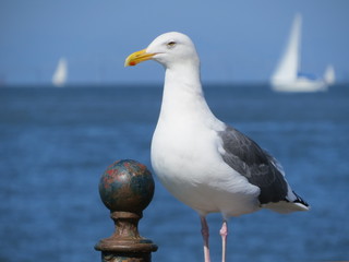 SF Gull