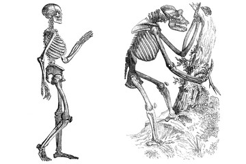 Plakat Skeletons isolated on white