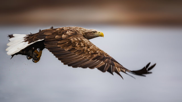 Sea eagle in flight, Norway