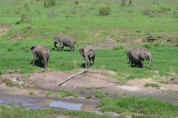 Troupeau d'éléphants gris d'Afrique dans la savane verte du Parc Masaï Mara au Kenya