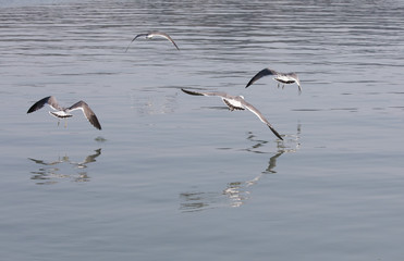 바다를 나르는 갈매기떼