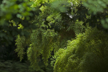 Jardin zen asiatique paisible arboré d'espèces exotiques, La Bambouseraie, Anduze, France.	