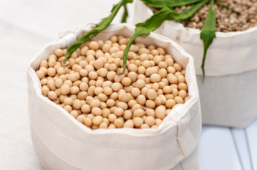 soybean organic grain in a white bag