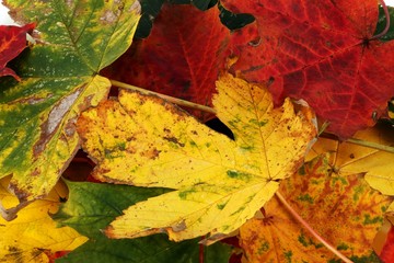 Obraz premium verschieden farbige Herbstblätter auf einem Haufen