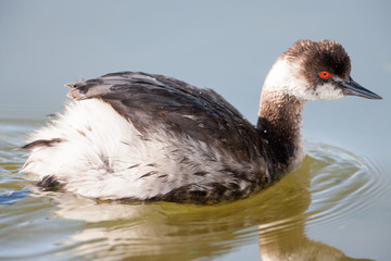 Juvenile Eared Grebe