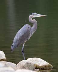 Great Blue Heron
