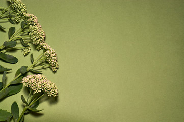 Inflorescences of stonecrops with delicate buds.