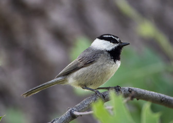 Mountain Chickadee © Scott