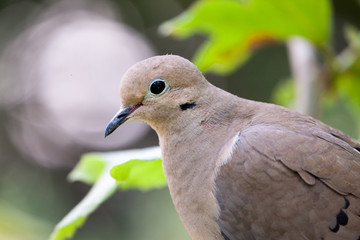 Mourning Dove Profile