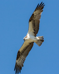 Osprey Soaring