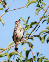 Song Sparrow Singing
