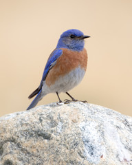 Western Bluebird on Rock