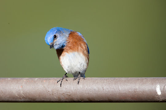 Western Bluebird