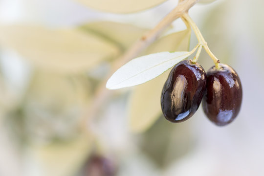Olive season. Purple olives on a branch. Selective focus