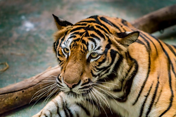 bengal tiger
