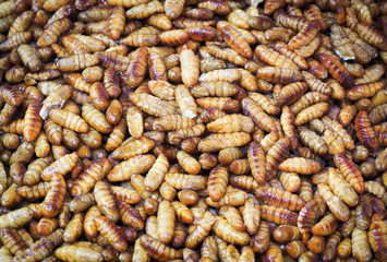 Silk worm background, Thailand edible roasted food in Thailand.