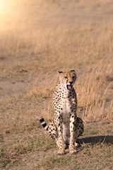 A  Cheetah is roaring into the savanna glass field of Serengeti national park,Tanzania