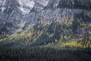 m&eacute;l&egrave;zes canadiens